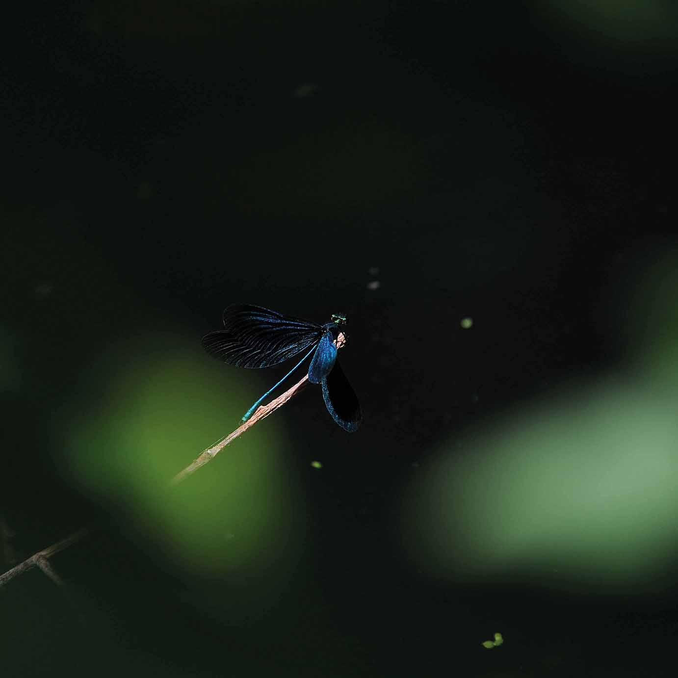 Natur in der Stadt: Fotografien und Aktionen