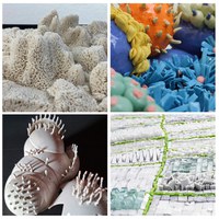 kadima: Wachsen x vier