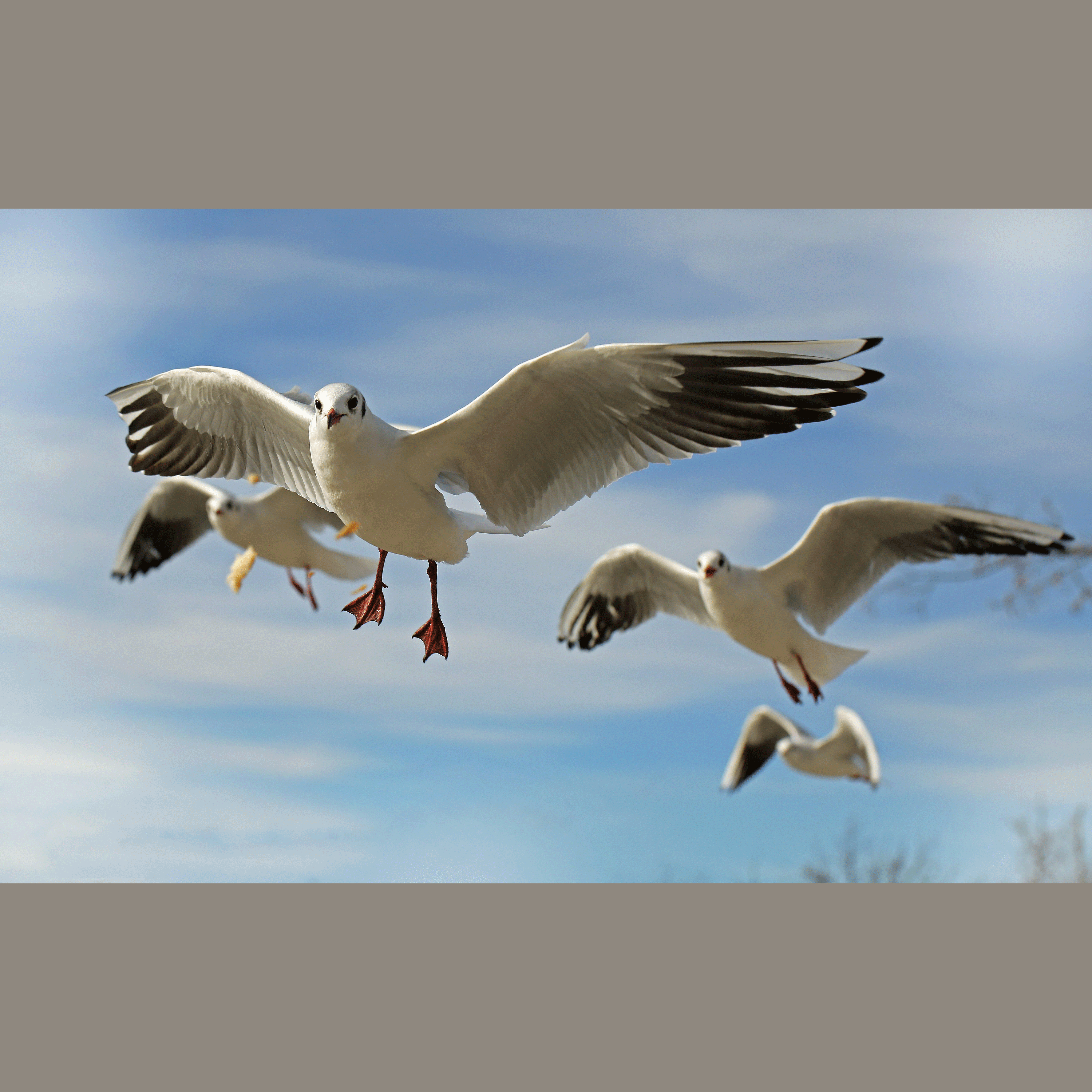 Warum können Vögel fliegen?