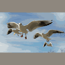 Warum können Vögel fliegen?