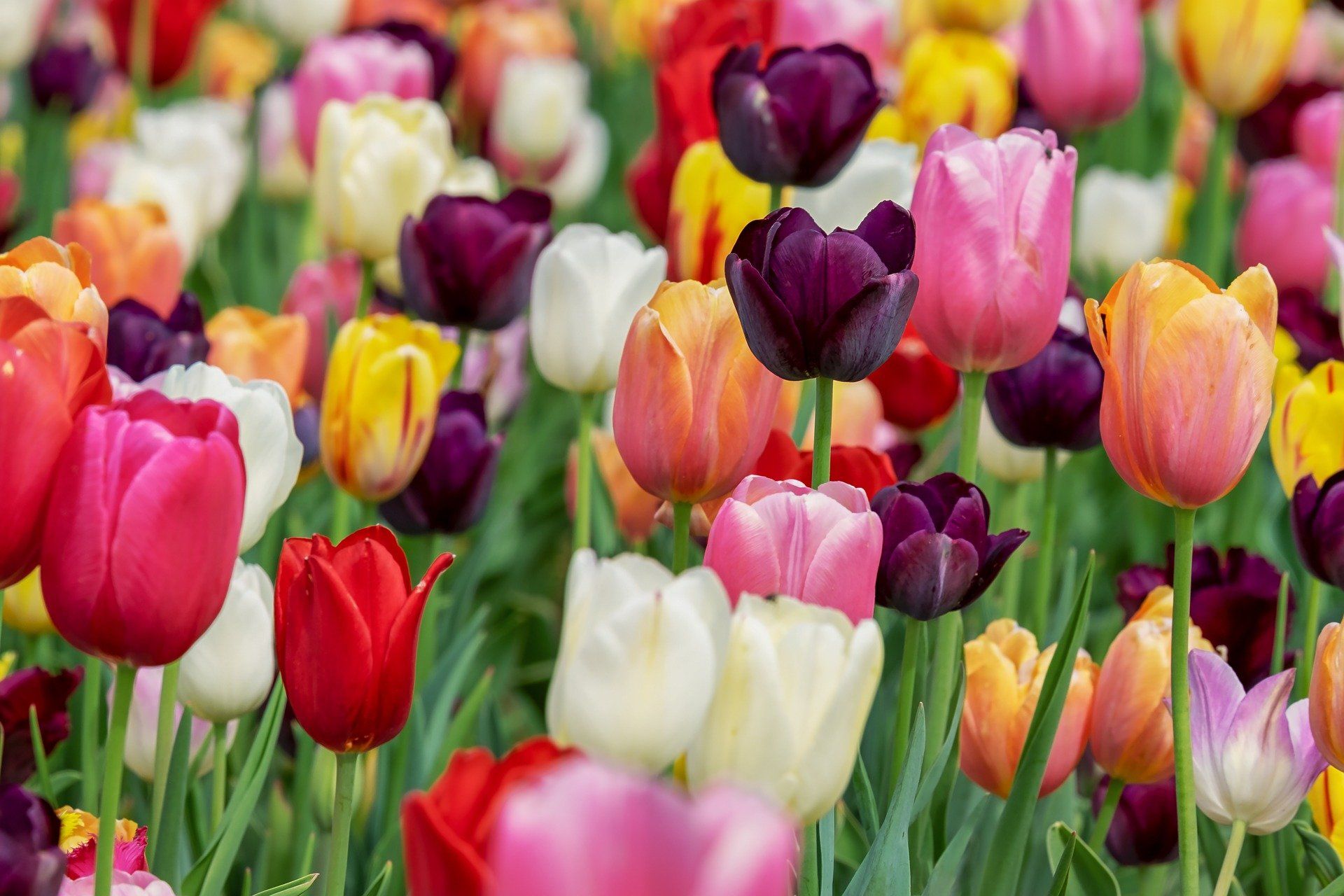 Tag der offenen Tür zur Gönninger Tulpenblüte